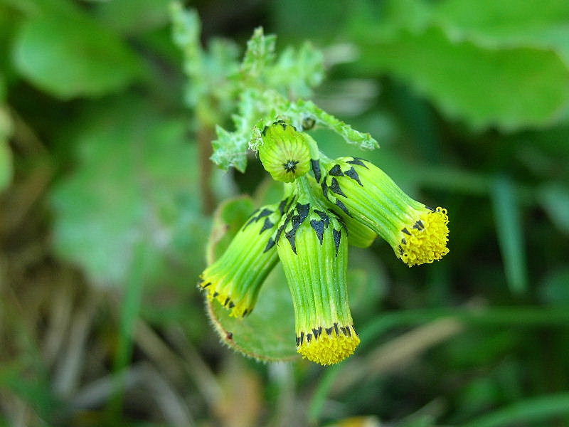 Senecio vulgaris / Senecione comune